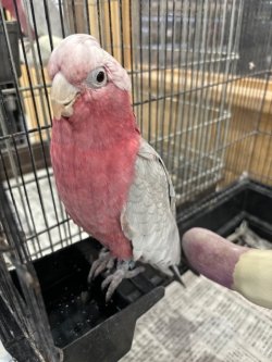 画像2: モモイロインコ１１５PINZＵ男の子