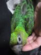 画像5: ズアカハネナガインコ♀（ＰＨ　ＢＩＩ９Ｄ９０３）お迎え頂きました (5)