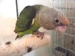 画像3: オオハネナガインコ♂ＰＨＢＩＩ９Ｅ１４２お迎えいただきました♪ (3)