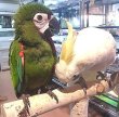 画像2: ヒメコンゴウインコ♂ＰＨＢＩＩ９Ｄ１３１☆８月２２日生（お迎え頂きました） (2)