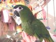 画像2: コミドリコンゴウインコＰＨ１０ＡＧＣＡ３１９男の子 (2)