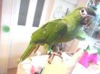 画像4: コミドリコンゴウインコＰＨ１０ＡＧＣＡ３１９男の子 (4)