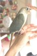 画像2: ホオミドリアカオウロコインコＫ０１９男の子ブルーシナモンお迎え頂きました (2)