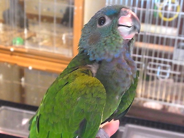 アケボノインコＰＨＢＩＩ９Ｅ０１８☆♂(お迎え頂きました