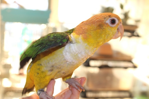 シロハラインコ 販売 大阪 エキゾチックサプライ