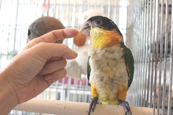 ズグロシロハラインコ 販売 大阪 エキゾチックサプライ