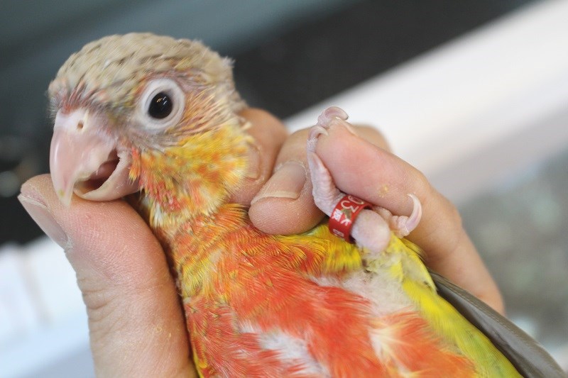 ホオミドリアカオウロコインコレッドパイナップル エキゾチック